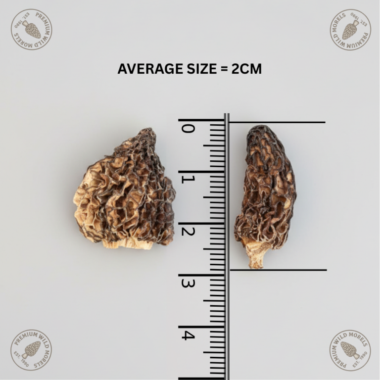 morel mushroom mini special