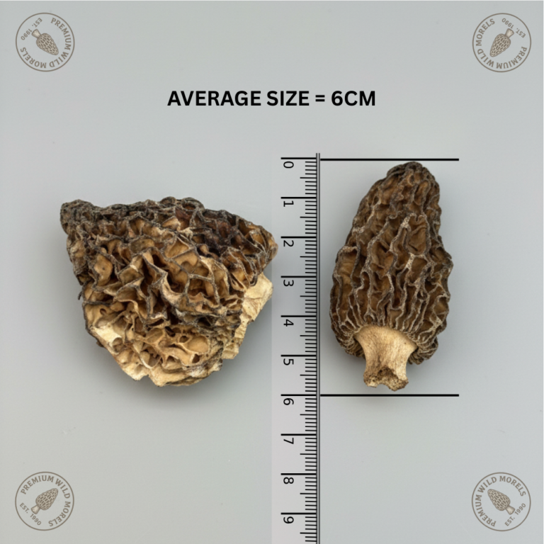 morel mushroom special