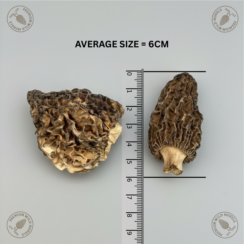 morel mushroom special morel mushroom special