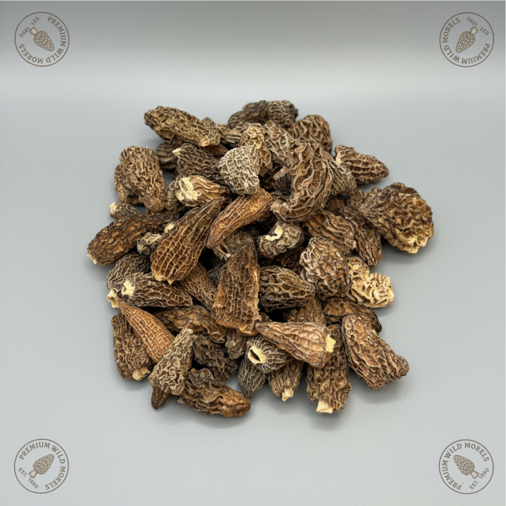 morel mushroom special morel mushroom special