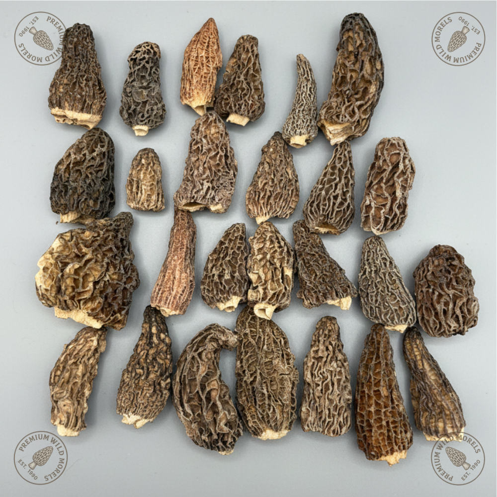 morel mushroom special morel mushroom special