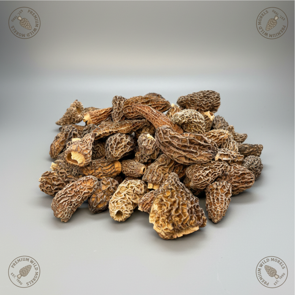 morel mushroom special morel mushroom special