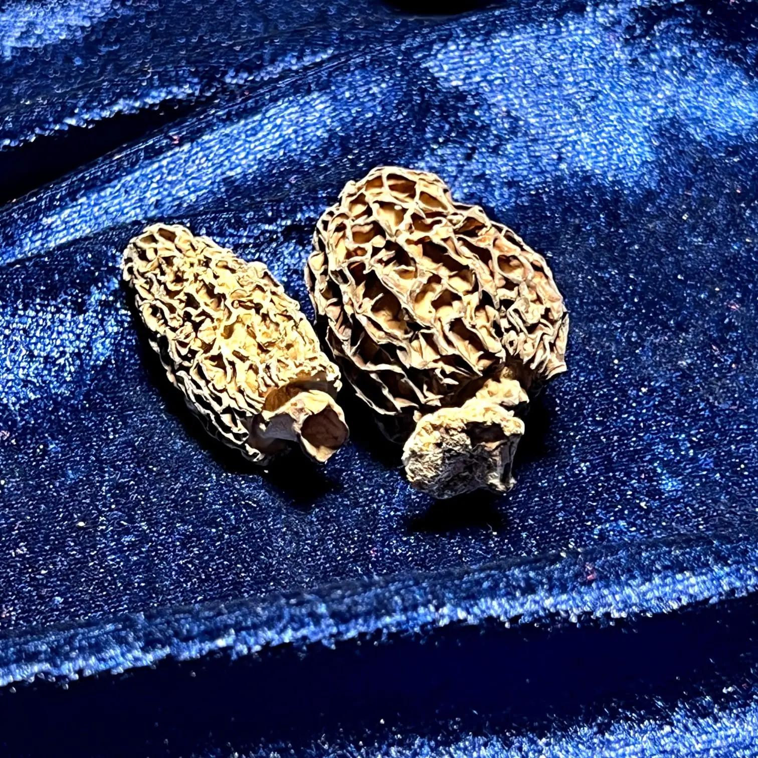 morel mushrooms industrial morel mushrooms industrial