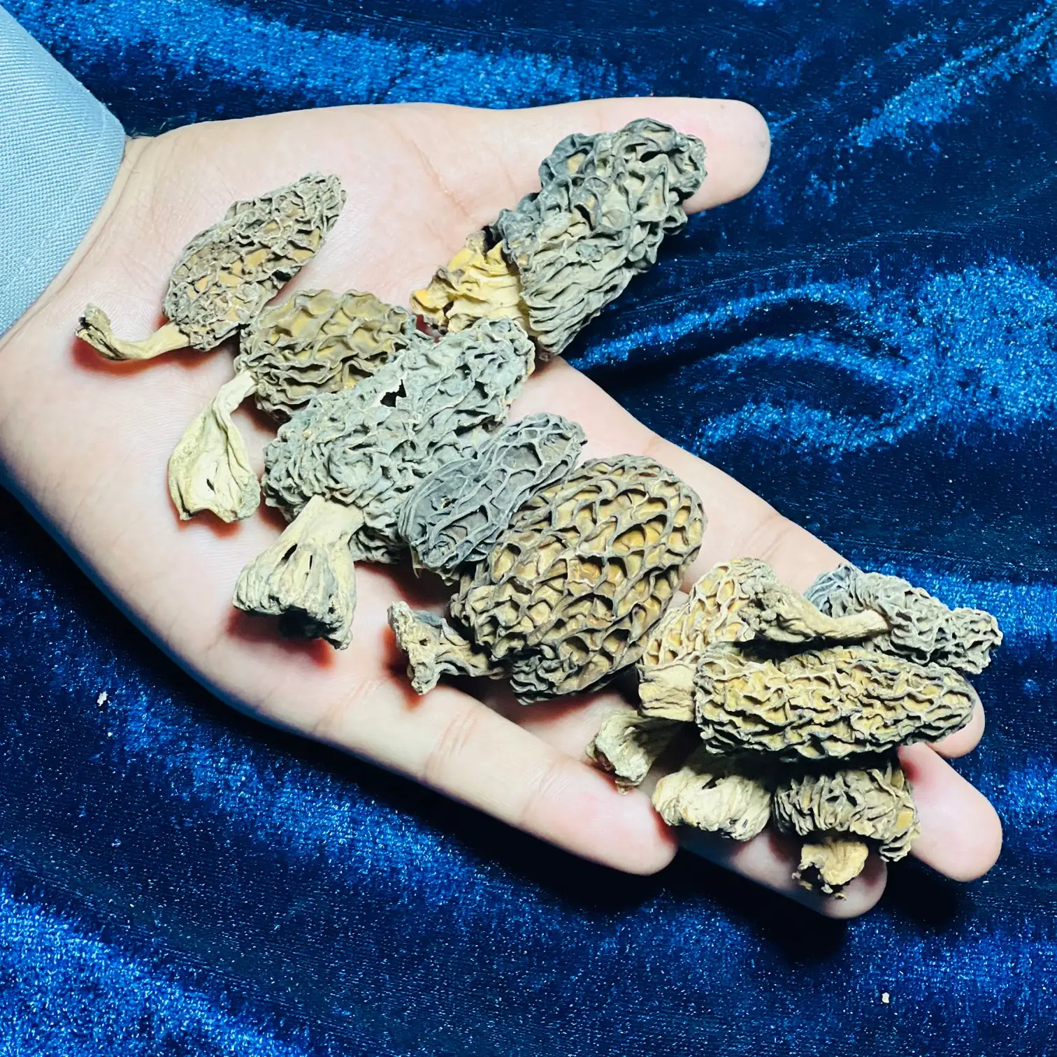 morel mushrooms industrial morel mushrooms industrial