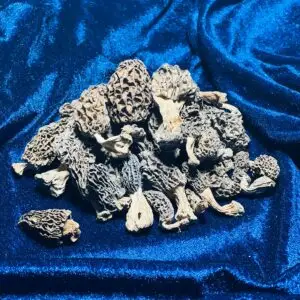 HOME morel mushrooms industrial