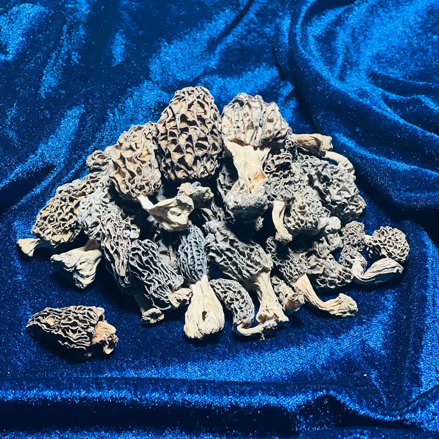 morel mushrooms industrial morel mushrooms industrial