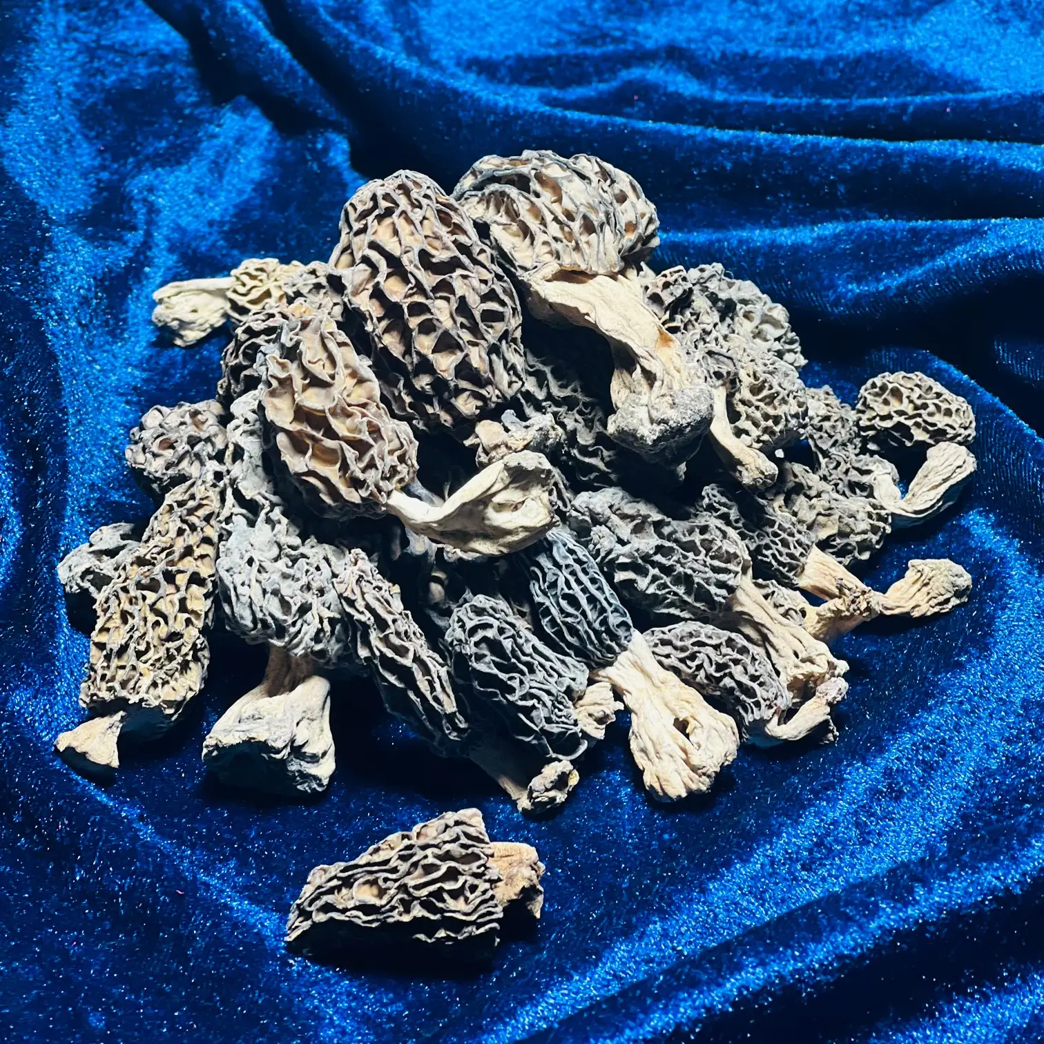 morel mushrooms industrial morel mushrooms industrial