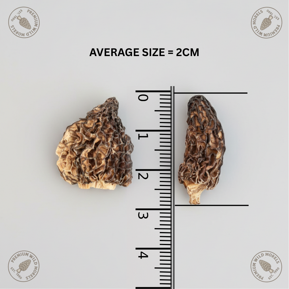 morel mushroom mini special