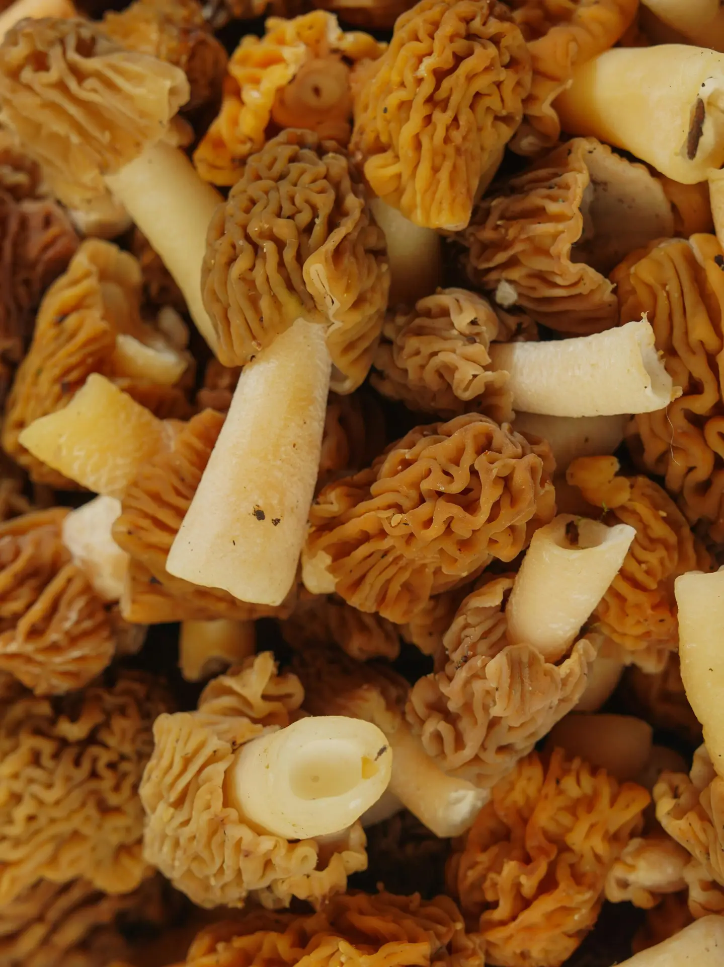 Detailed shot of freshly harvested Morel mushrooms with vibrant textures and colors.