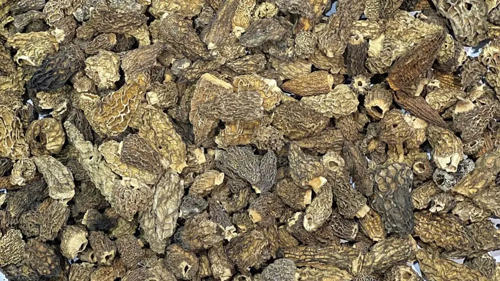 Premium Wild Morels hero banner showing rare wild mushrooms, pure honey, saffron, and natural botanicals