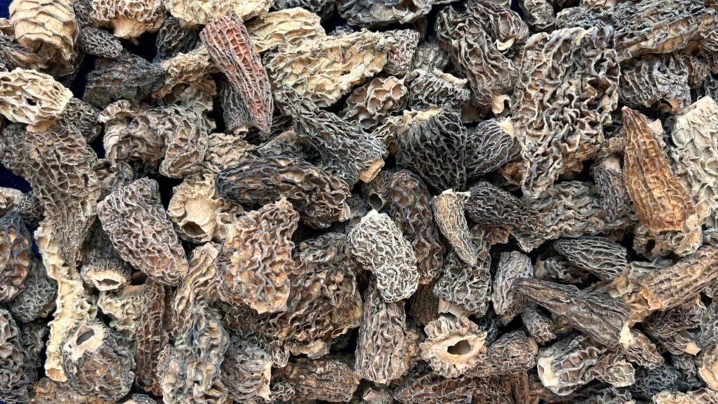 Wild Morels | Premium WildMorels