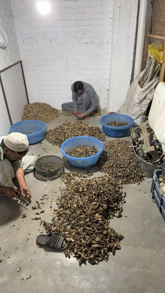 ABOUT US – Premium Wild Morels