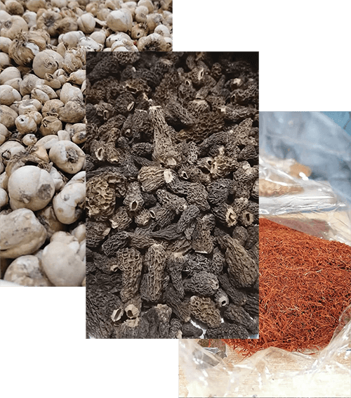 ABOUT US – Premium Wild Morels